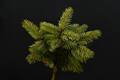 Picea pungens Walsbrum IMG_2657 Świerk kłujący